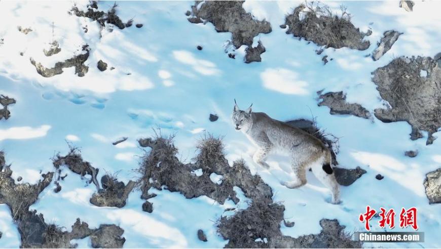 雪域藏北，奇幻探险——探访德令哈猞猁保护区的自然美景与动物生活