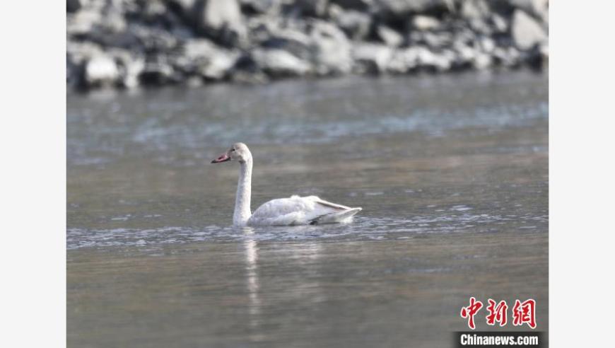 小天鹅在湖北竹山寻找食物