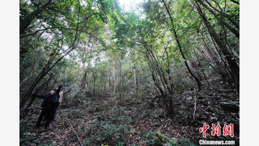 赣南山区崭露头角的濒危植物——突托蜡梅野外最大种群生存状况及保护倡议