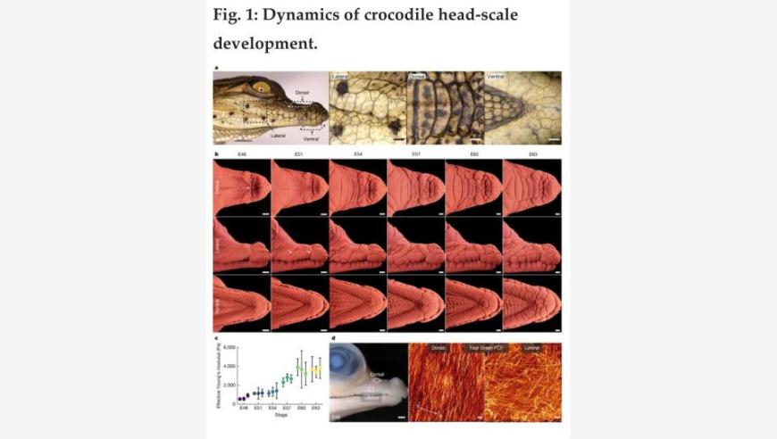 最新研究：鳄鱼头部鳞片为何形成并非遗传机制，而是机械折叠过程