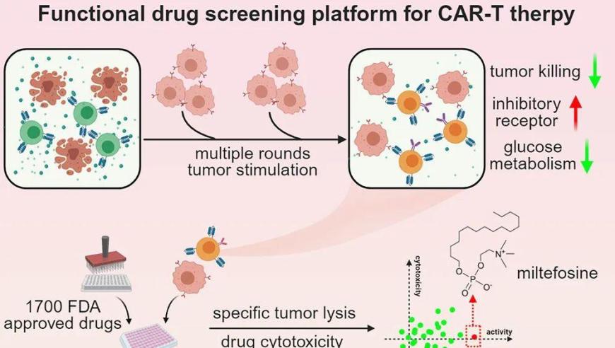 王皓毅团队揭示新疗法，新型抗寄生虫药物有望提升CAR-T抗癌效果