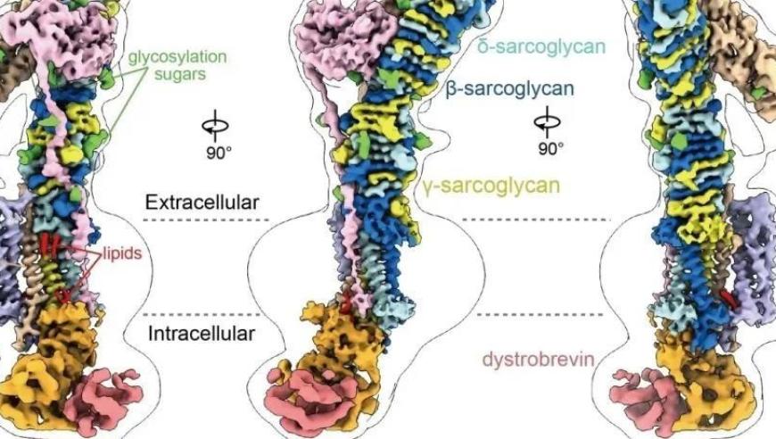 西湖大学公布Nature研究：首次揭示了肌营养不良症的核心蛋白质