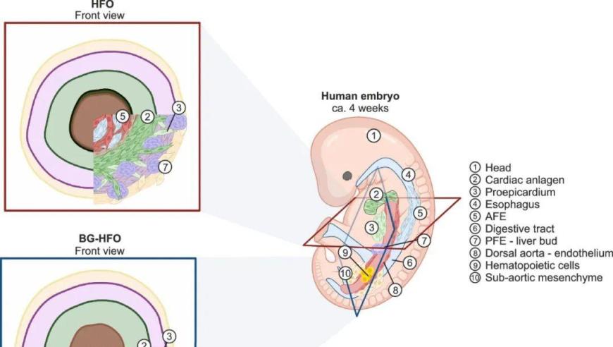 德国科学家创造首个生物心脏，将颠覆医学领域革新成果

希望这个可以帮到您！