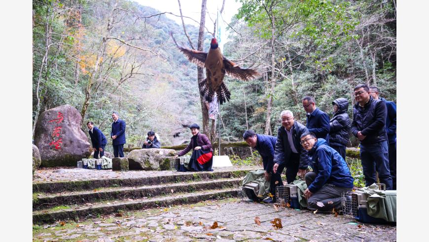 镜头中的大自然——探访浙江泰顺，黄腹角雉野生放归