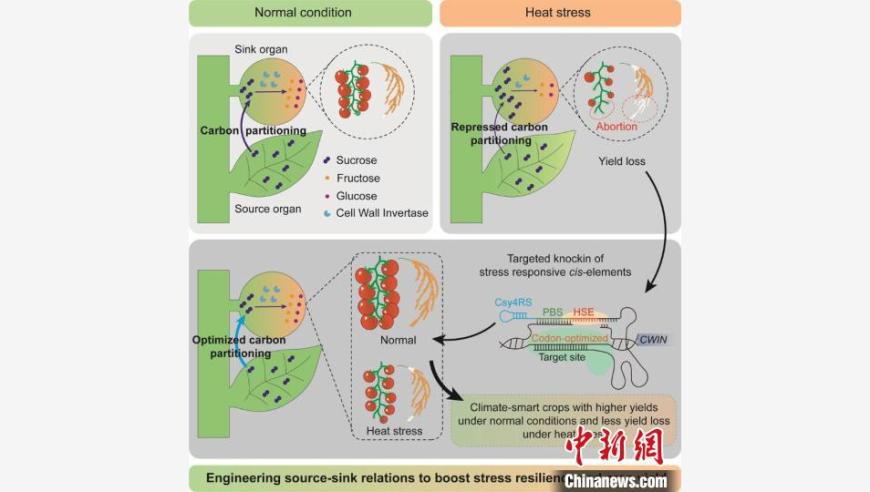 中国科研团队的高产稳产作物育种革命: 环境智能 新成果引领未来农业发展方向