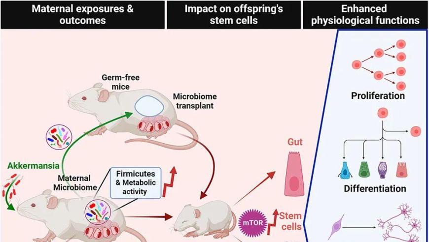 细胞 stem cell：母体内肠道菌群对新生儿干细胞发育和健康的潜在影响