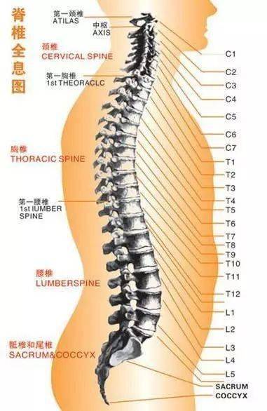 十个理由，让我们一起关注：为何许多人在工作中饱受颈椎腰椎疼痛之苦？”