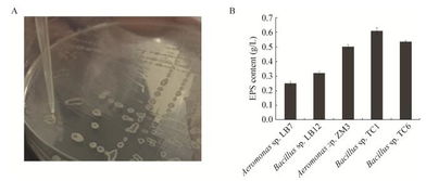 科学家揭示：合成菌将彻底革新化学生产方式