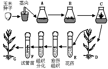 《梦到包玉米》：不同解析与解读，揭示其中可能的含义和影响