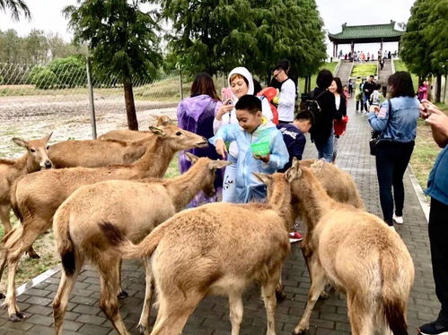 生态和谐——养殖业中的麋鹿乐园：与自然共舞的快乐体验