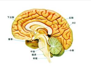 中国首例神经外科精准医疗手术探索脑胶质瘤新疗法零的突破