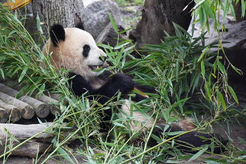 《出发！大熊猫“金喜”与茱萸启程赴西班牙》：探索两国文化交汇的新篇章