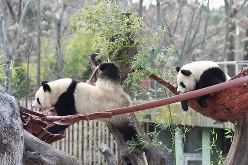 《出发！大熊猫“金喜”与茱萸启程赴西班牙》：探索两国文化交汇的新篇章