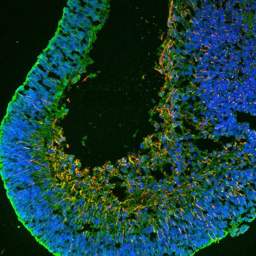 科学家成功制造出与人类相似的细胞