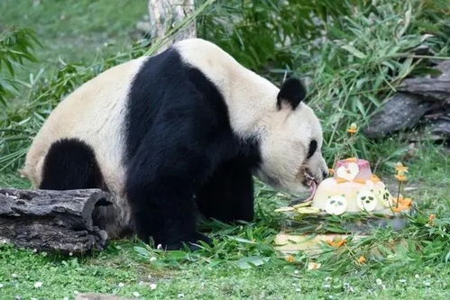 大熊猫乘机启程：金喜与茱萸在10年的旅居中展开全新旅程