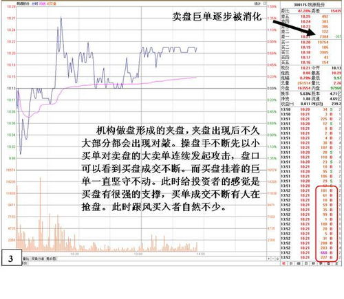 世界上单胎诞下的13只鳄蜥：精彩成长报告，展示罕见的生命奇迹！