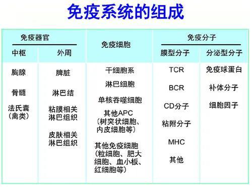 谁的免疫力更强：了解免疫系统的重要性