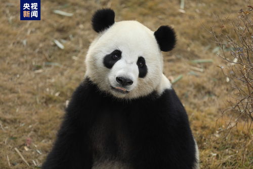 大熊猫“金喜”和茱萸启程前往西班牙：开启一段独特而美好的旅程