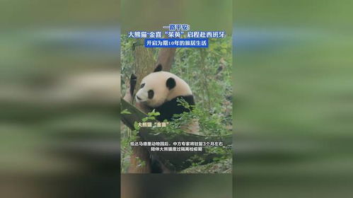 大熊猫“金喜”和茱萸启程前往西班牙：开启一段独特而美好的旅程