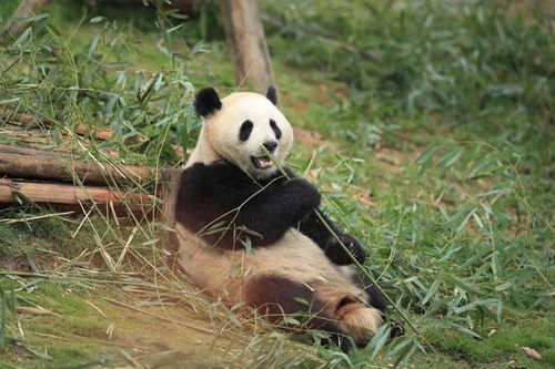 大熊猫“金喜”和茱萸启程前往西班牙：开启一段独特而美好的旅程