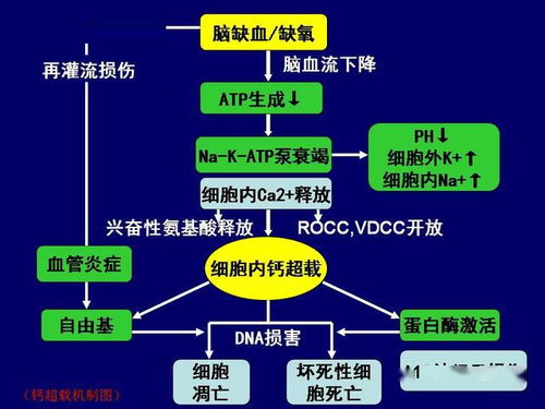 郑州增设心肺复苏考核项目，学生家长反应设备问题致部分失分

关注郑州新添心肺复苏考试项目：家庭顾虑引发的关注点解析