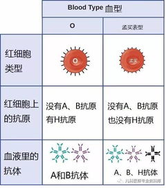 寻找奥秘：发现让A型血、B型血变O型血的秘密——新型血液转换酶的研发与应用