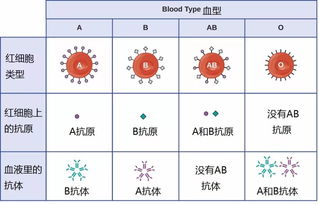 寻找奥秘：发现让A型血、B型血变O型血的秘密——新型血液转换酶的研发与应用