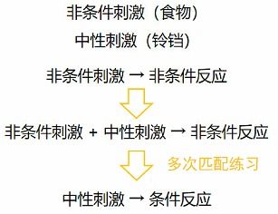 心理学揭秘：为何在家中排行靠前的往往是老二？
竞争压力下的优势揭示：为什么老二更有可能成为成功的领导者？