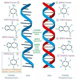 重构：18亿遗传密码的全新解读，揭示生命的起源和演化