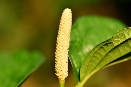 珍稀植物——麻根胡椒的首次西双版纳引种成功，引起广泛关注