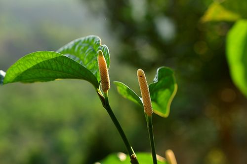 珍稀植物——麻根胡椒的首次西双版纳引种成功，引起广泛关注