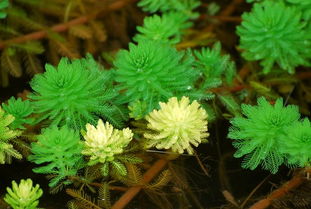 珍稀植物——麻根胡椒的首次西双版纳引种成功，引起广泛关注