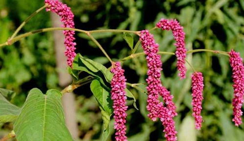 珍稀植物——麻根胡椒的首次西双版纳引种成功，引起广泛关注