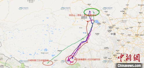 青海黑颈鹤最新分布图与迁徙路径曝光，挑战自然界的神奇旅行者