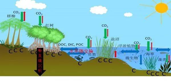 创建绿色海洋：预防陆海水域有害藻华和病原生物爆发的‘绿色方案’