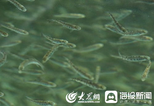 创建绿色海洋：预防陆海水域有害藻华和病原生物爆发的‘绿色方案’