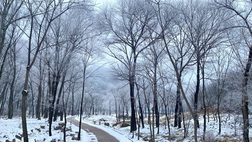 【天山雪梅】：纯净、坚韧、独特的网络资讯