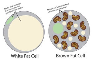 革命性发现：棕色脂肪代谢调控，有望终结肥胖问题