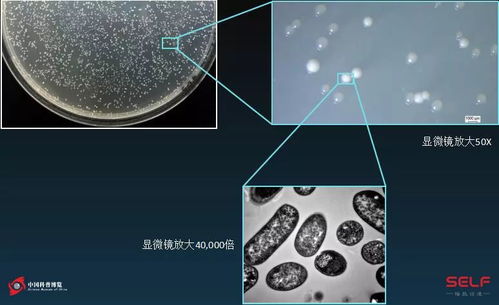 利用微生物降解策略解决全球塑料污染问题：一项最新的科学发现