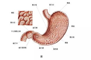 《抗癌东东》：胃癌晚期才被发现的原因揭示