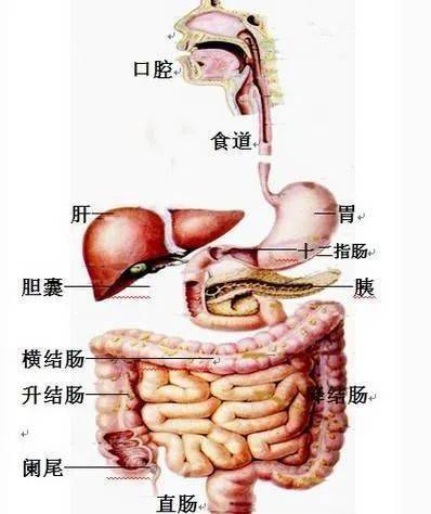 《抗癌东东》：胃癌晚期才被发现的原因揭示