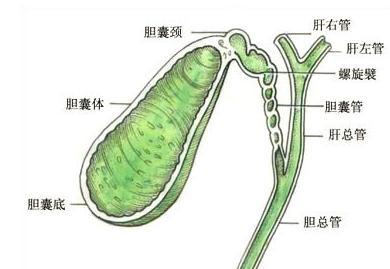 胆囊结石与癌症的准确距离，从哪些方面看出两者间的关联性?