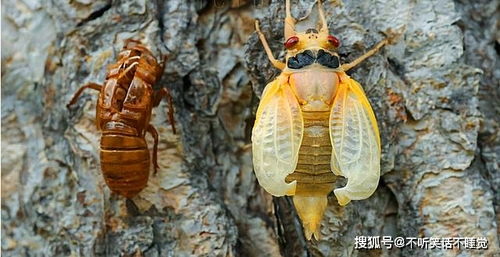 北美地区或将迎来历史罕见的‘蝉灾’，预计有数十亿只蝉同时破土而出