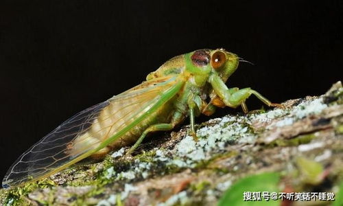 北美地区或将迎来历史罕见的‘蝉灾’，预计有数十亿只蝉同时破土而出