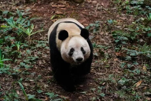 大熊猫福宝隔离检疫生活即将结束，或将择机与公众相见