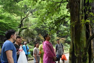 华南教育历史研学基地惊现百岁锥栗古树，见证华夏文明的岁月流转