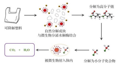 新型微生物降解塑料面世，助力环保：解决‘白色污染’新方案