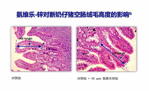 解读：肠道大坏蛋的秘密：内藏精巧与绝美