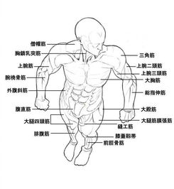 科学家揭示：人体肌肉衰老机制与全面解析 - 如何老当益壮?