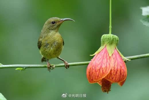 亚洲罕见记载：小雀形目鸟类飞跃至高海拔飞行模式，引人关注